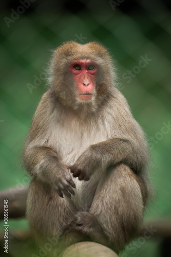 Japanese monkey © André