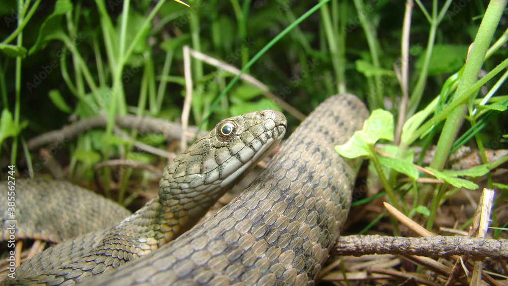 Naklejka premium Close up of Snake . Closeup of water snake is a non venomous. Snake in the woods, forest Veterinarian exotic. Veterinarian wildlife. veterinary medicine. animal, animals, reptile.