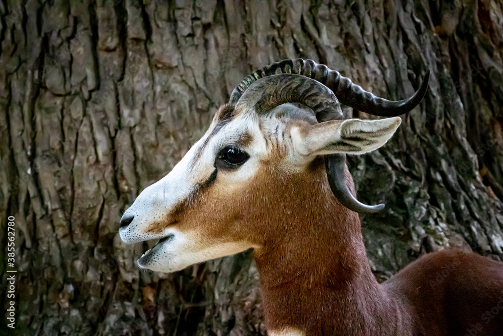 portrait of a gazella