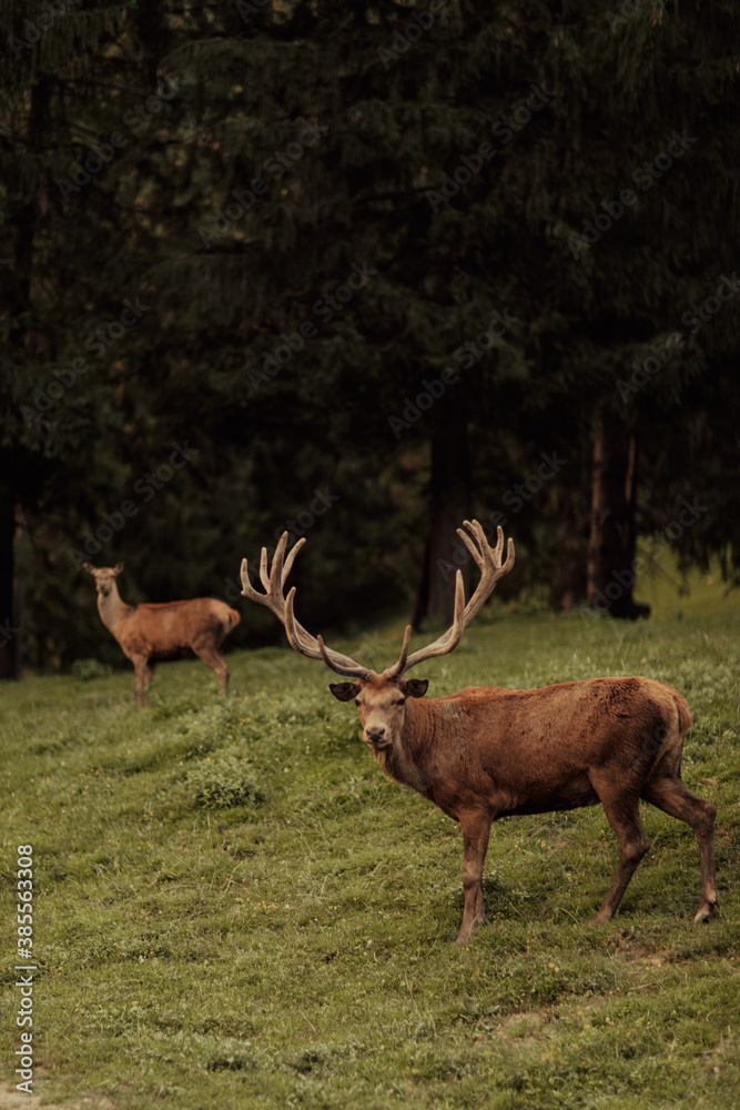 Beautiful male and female red deer in the forest.Wildlife concept Beautiful male and female red deer in the forest.Wildlife concept