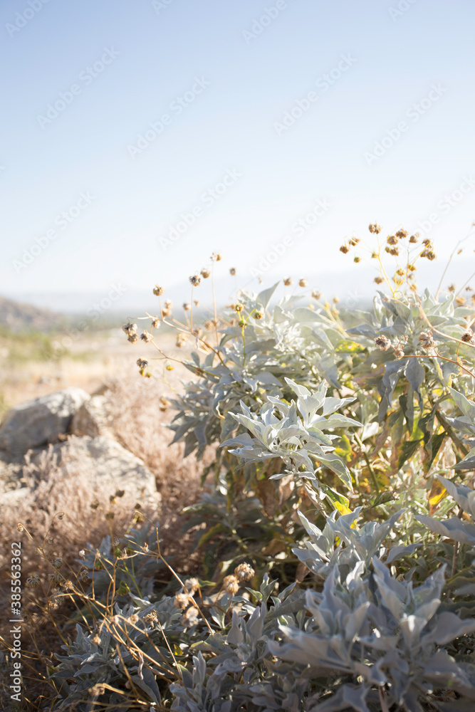 Fototapeta premium Palm Springs Landscape
