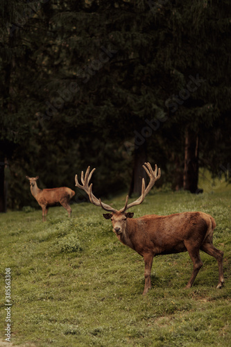 Beautiful male and female red deer in the forest.Wildlife concept