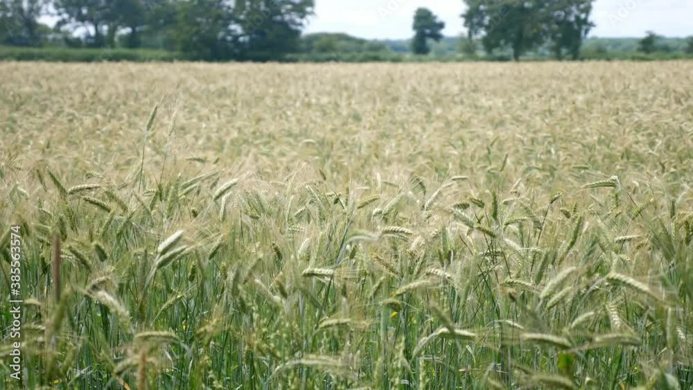 A large field of wheat blowing in the wind on a sunny day, early crop. A large field of wheat blowing in the wind on a sunny day, early crop.