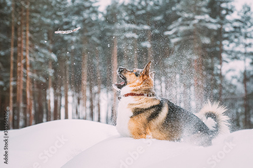 Funny Dog Playing In Snowy Forest In Winter Evening. Deep Snowdrift