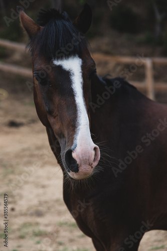 Close up of a brown horse's head, nose and mouth in focus © Stely
