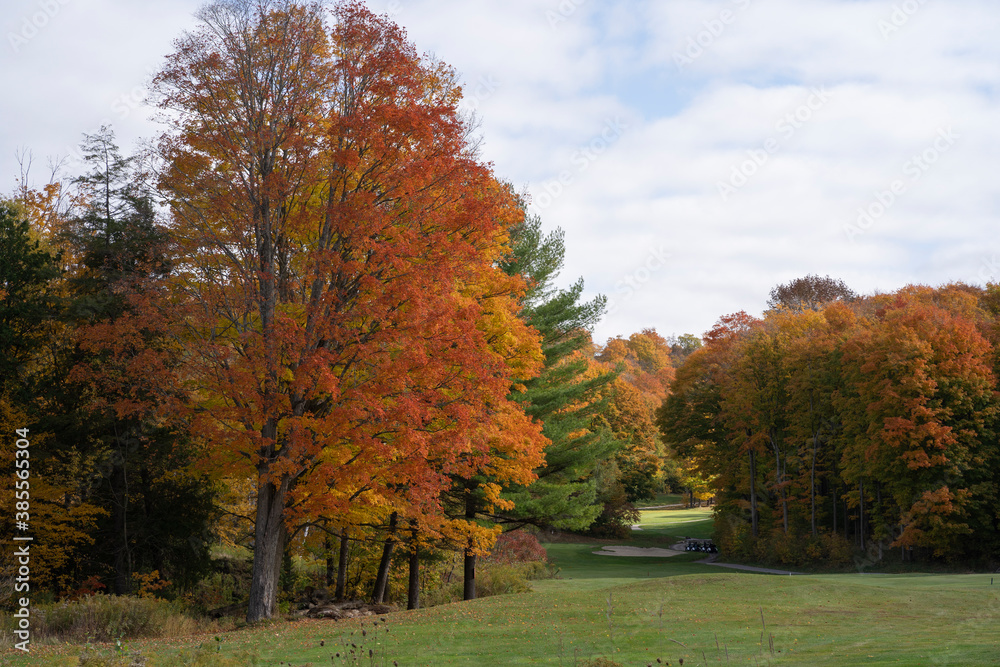 Beautiful Autumn Leaves at golf course in Ontario Canada