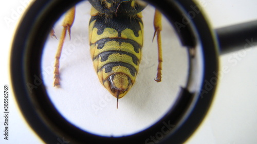 Close up of yellow wasp stinger
Closeup.
German yellowjacket, European wasp or German wasp, yellow hornet,  yellow Wasp (lat. Vespula germanica), on a white background.
wasps, insect, insect, wildlife