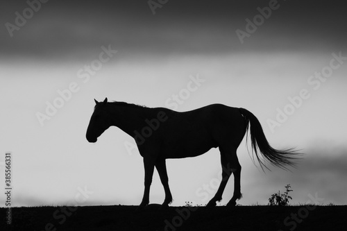 Horse Silhouette in Black and White
