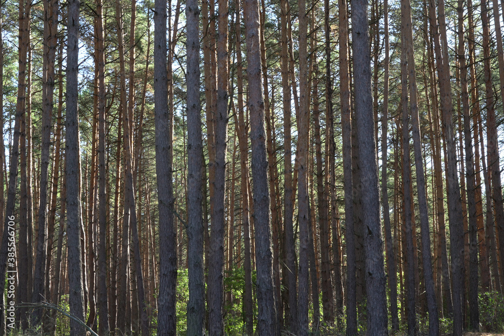 pine trees in the forest, soft focus pine trees in the forest, soft focus