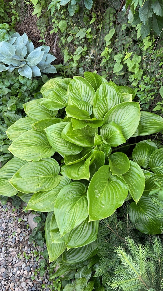 green leaves background green leaves background