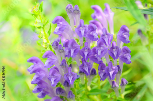 紫色の花コガネバナ photo