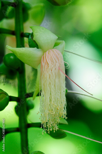 東南アジア　ミクロネシアに咲くサガリバナの花 photo