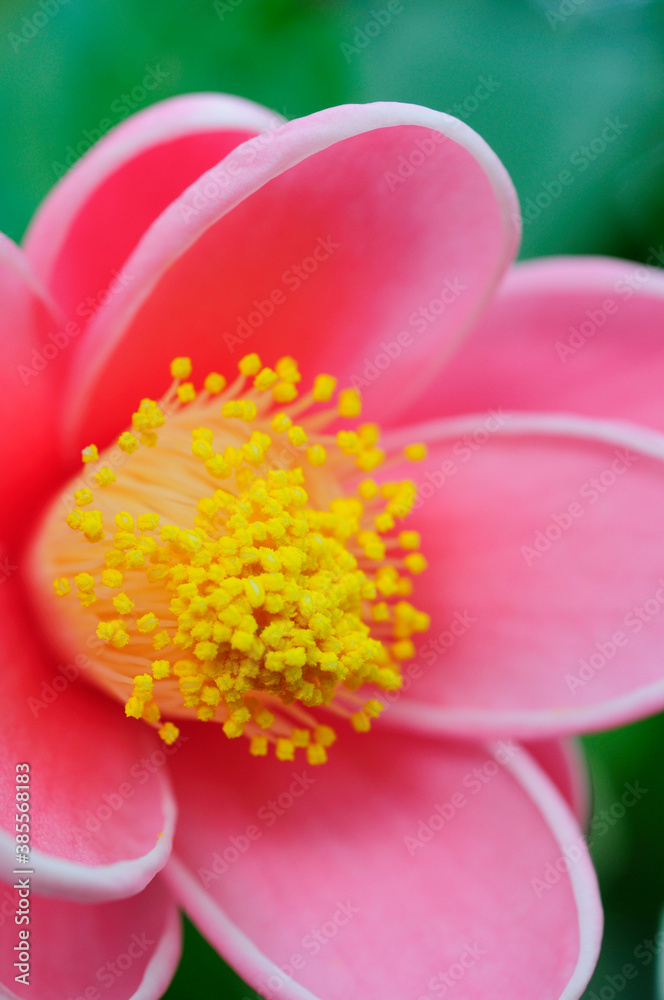 ベトナム北部に咲くピンク色の花ハイドゥン Stock Photo Adobe Stock
