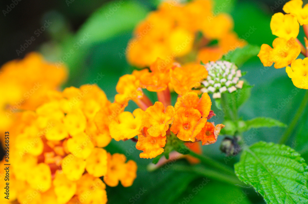 熱帯アメリカに咲くオレンジ色のランタナカマラの花 熱帯アメリカに咲くオレンジ色のランタナカマラの花