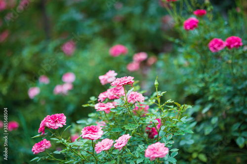 Wallpaper Mural Beautiful colorful pink roses flower in the garden Torontodigital.ca