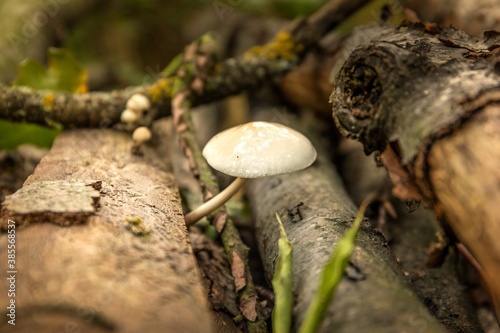 Fungus Mucidula mucida that grows on tree trunks. Forest mushrooms - Mucidula mucida © martinfredy