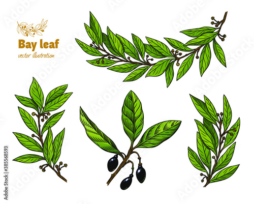 Laurel Bay leaves, branches and fruits isolated detailed hand drawn vector illustration 