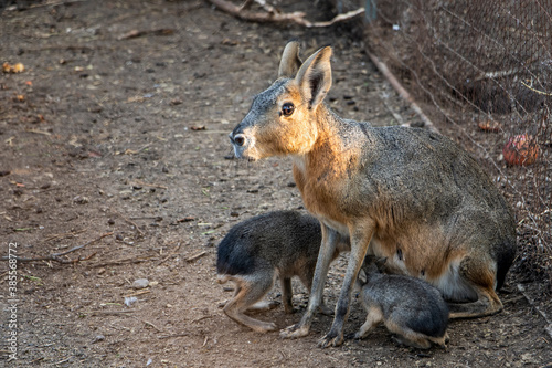 A female wild patagonian mara breast feeding its two babies. Cute picture of a mother Patagonian mara and her children.