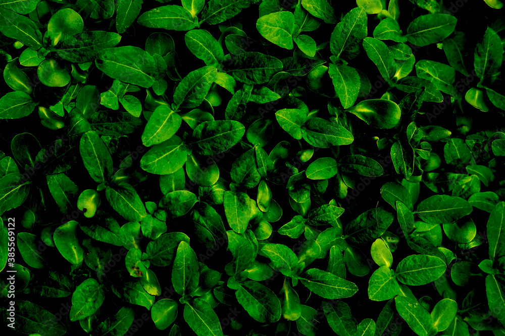 Fototapeta premium Abstract green leaves background.