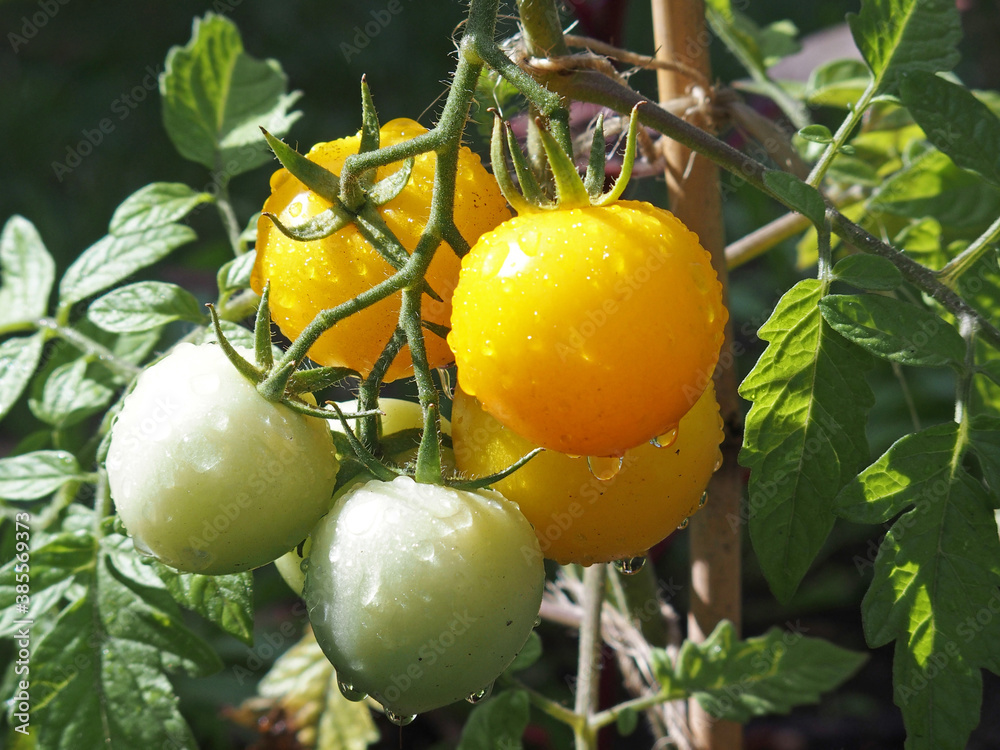 Gelbe Tomaten in Bio-Qualität