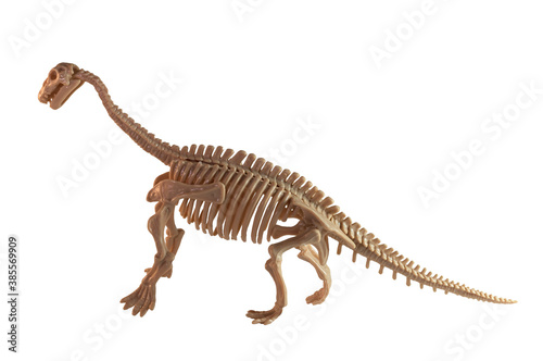 A diplodocus skeleton model on the white background.