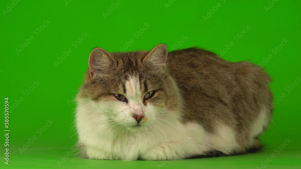 Big fluffy beautiful cat on a green background screen.