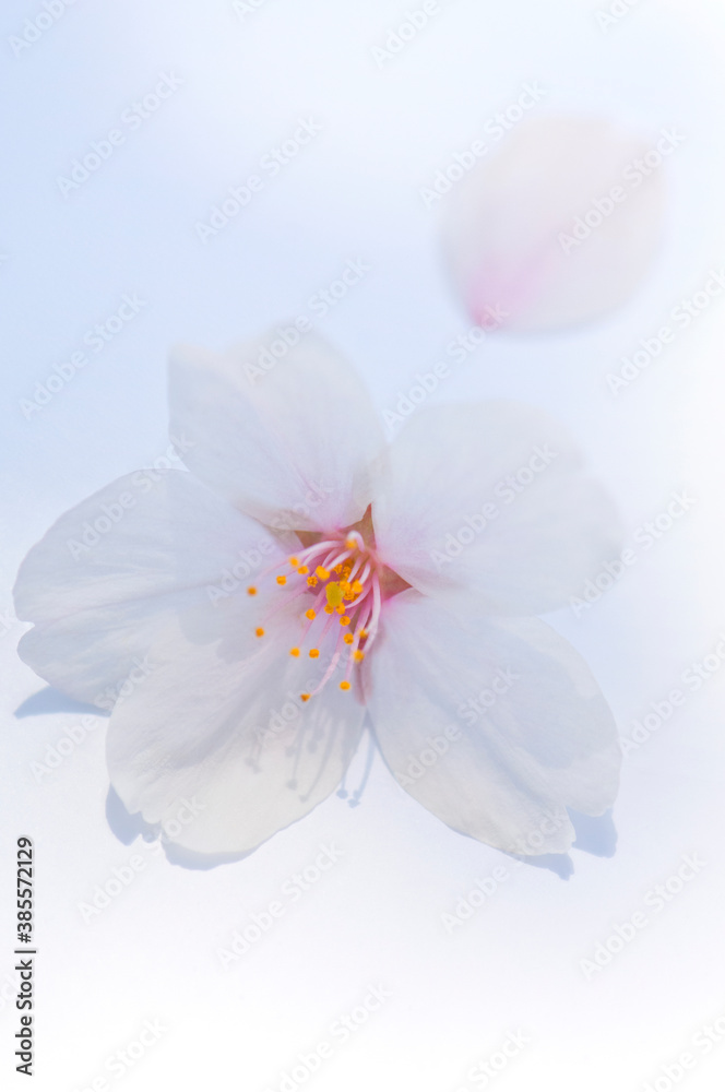 さくらの花びら さくらの花びら