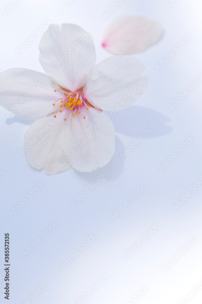 Fototapeta premium さくらの花びら