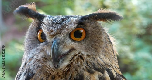 Cinema 4K 60 fps Eagle owl stares at the camera photo