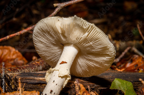 A closeup picture of a fungus in a forest. Dark brown and orange leaves in the background. Picture from Bokskogen, Malmo, southern Sweden photo