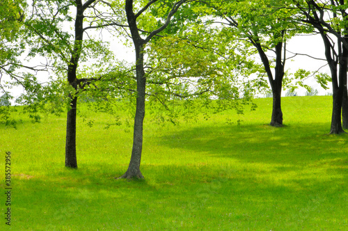 新緑の樹木と木陰 © Paylessimages