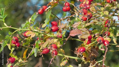 Dog rose bush with red hips photo