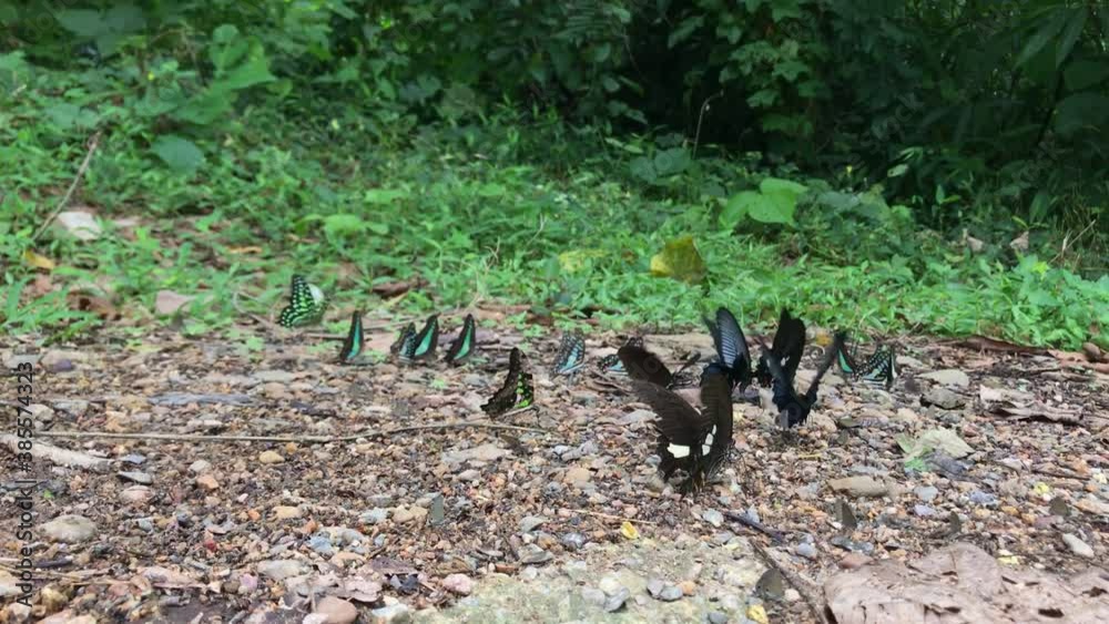 group of beautiful cute butterflies on the ground at national park rainforest Thailand group of beautiful cute butterflies on the ground at national park rainforest Thailand