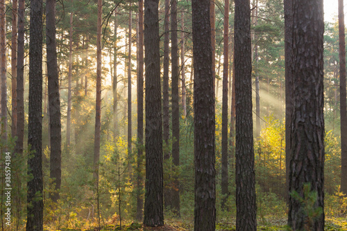 Fototapeta Sosnowy las osnuty poranną mgłą.