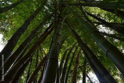 Ancestral bosque de bambu verde
