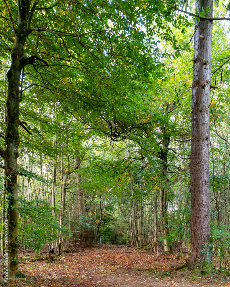 Obraz premium Waldweg