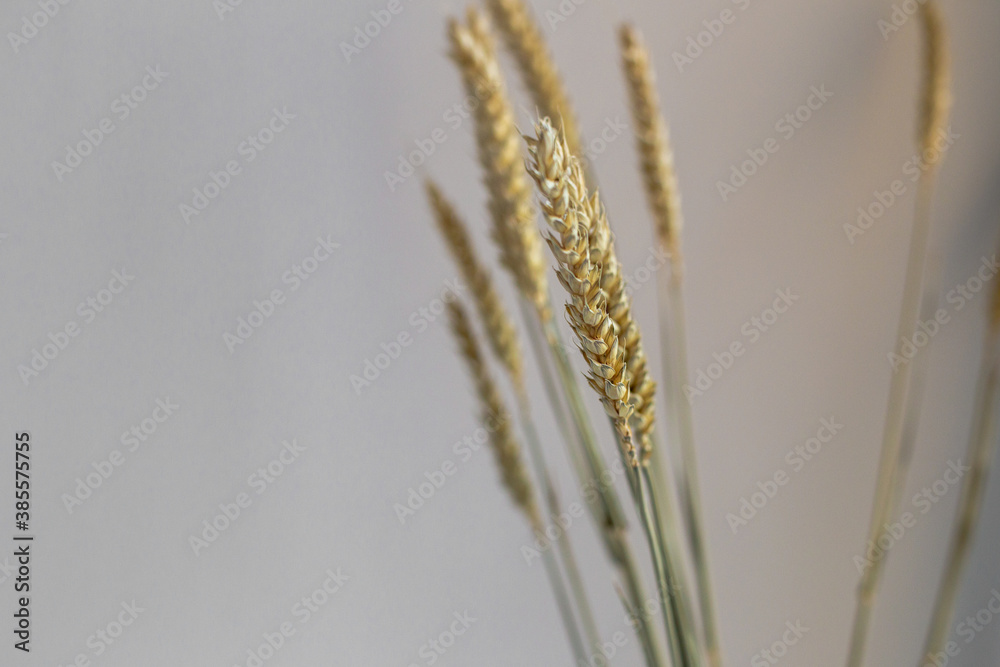 Fototapeta premium close up of ear of wheat on white background. dry flower.