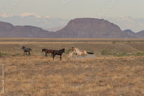 Wild Horses in the Utah Desert