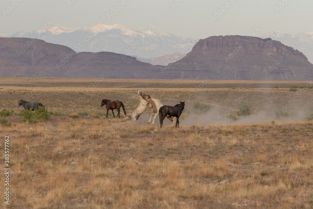 Naklejka premium Wild Horses in Spring in the Utah desert