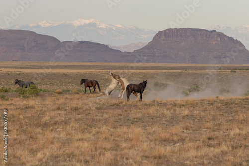 Wild Horses in Spring in the Utah desert