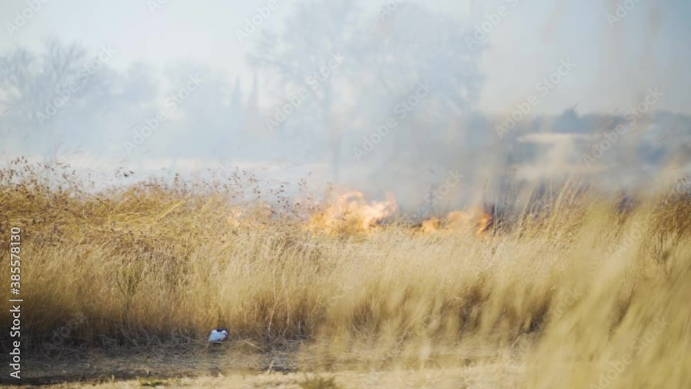 Dangerous Wild Fire Looming behind Dead Grass In the Bush (Veld) Slow Motion Dangerous Wild Fire Looming behind Dead Grass In the Bush (Veld) Slow Motion