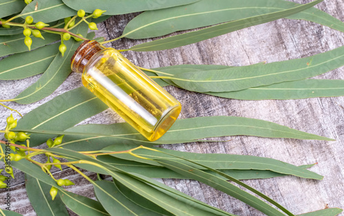 The Eucalyptus essential oi...