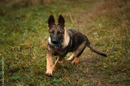 Restless and courious german shepherd puppy in rainy autumn weather nature