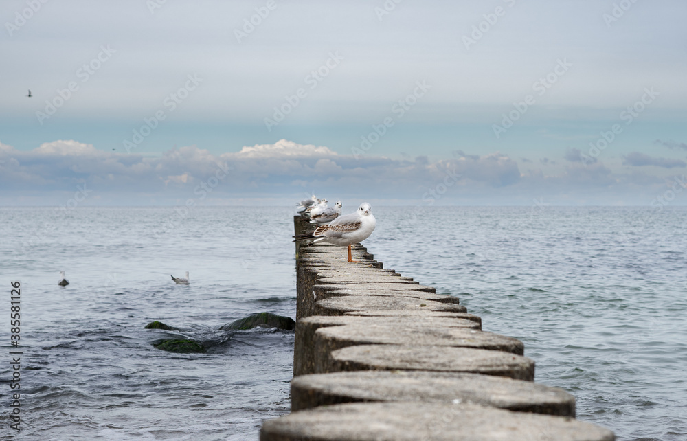 Seagulls are resting on a wooden breakwater.