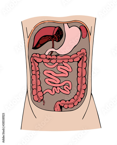 Cross section of the human abdomen with internal organs. Stomach, intestine, liver, pancreas, spleen. Vector illustration.