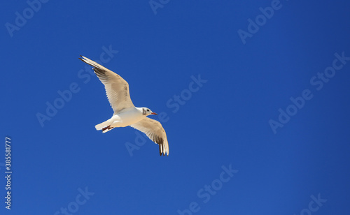 seagul fly in clear blue sky