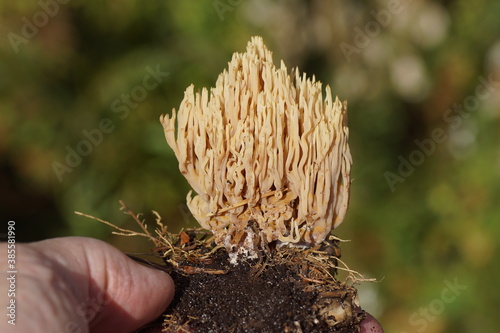 Holding a Strict-branch coral (Ramaria stricta) a coral fungus of the family Gomphaceae in a Dutch garden in Autumn. Netherlands, October