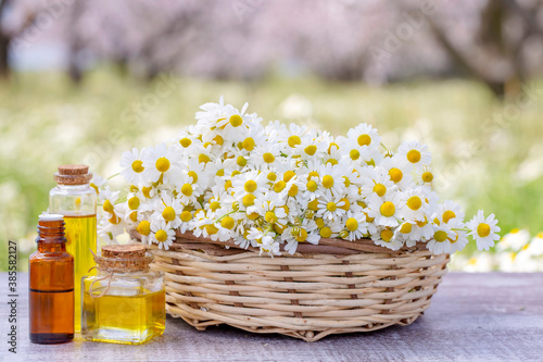 Essential oil in glass bottle with fresh chamomile flowers, beauty treatment. photo