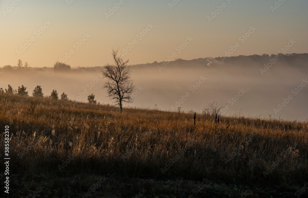 Naklejka premium foggy morning sunny landscape with tree and grass