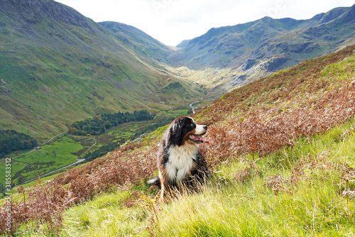 Bernese Mountain Dog siting on the grass in the mountains, Lake District photo